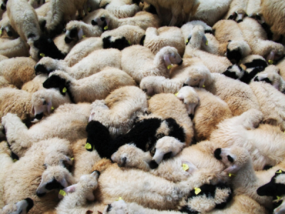 5. TARIM VE İNSAN FOTOĞRAF YARIŞMASI - Emine ÇELEBİOĞLU