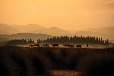 5. TARIM VE İNSAN FOTOĞRAF YARIŞMASI - Ender PEKŞEN 
