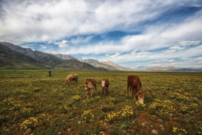 5. TARIM VE İNSAN FOTOĞRAF YARIŞMASI - Erdal YAVUZAK