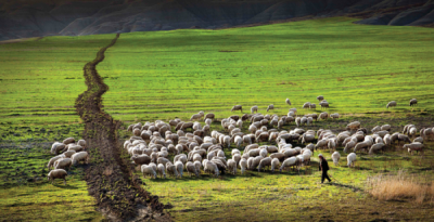 5. TARIM VE İNSAN FOTOĞRAF YARIŞMASI - Hasan ZER