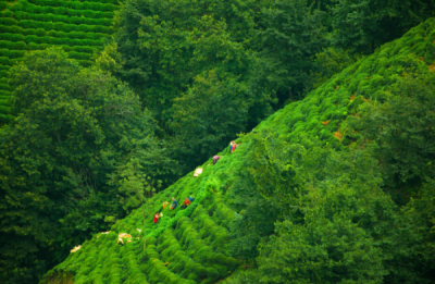 6. TARIM VE İNSAN FOTOĞRAF YARIŞMASI - Mesut SARAÇ