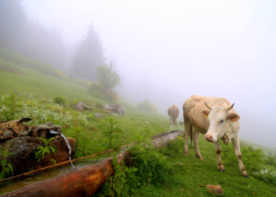 6. TARIM VE İNSAN FOTOĞRAF YARIŞMASI - İlhan TURAN