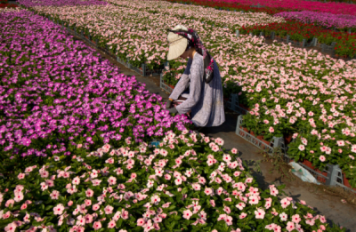 6. TARIM VE İNSAN FOTOĞRAF YARIŞMASI - Adil EMEKTAR