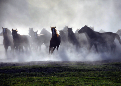 6. TARIM VE İNSAN FOTOĞRAF YARIŞMASI - Deniz KALAYCI