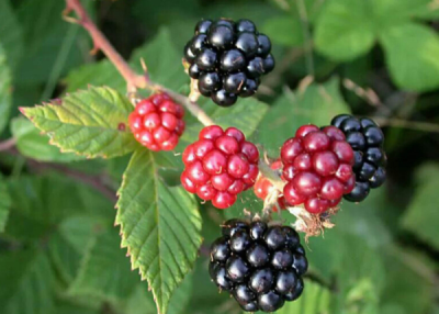 6. TARIM VE İNSAN FOTOĞRAF YARIŞMASI - Murat GÜNEŞLİ