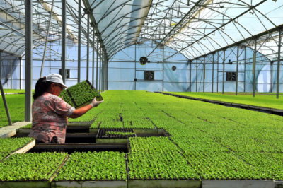 6. TARIM VE İNSAN FOTOĞRAF YARIŞMASI - Mustafa KAYA