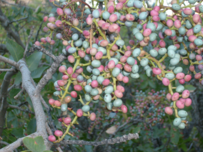 6. TARIM VE İNSAN FOTOĞRAF YARIŞMASI - Nuray Sanaç BUNAKLI
