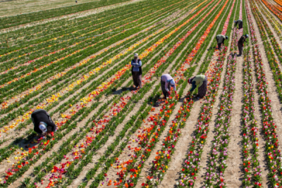 6. TARIM VE İNSAN FOTOĞRAF YARIŞMASI - Özgün ATİLA