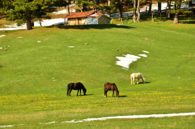 6. TARIM VE İNSAN FOTOĞRAF YARIŞMASI - Resul GÜMÜŞ