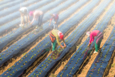 6. TARIM VE İNSAN FOTOĞRAF YARIŞMASI - Şaziye YARALI 