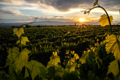 6. TARIM VE İNSAN FOTOĞRAF YARIŞMASI - Şennur YILDIZ