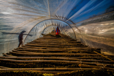 6. TARIM VE İNSAN FOTOĞRAF YARIŞMASI - Ümmü KANDİLCİOĞLU