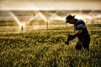 6. TARIM VE İNSAN FOTOĞRAF YARIŞMASI - Zeki YAVUZAK
