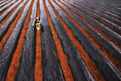 7. TARIM VE İNSAN FOTOĞRAF YARIŞMASI - Hakan BAHÇECİ