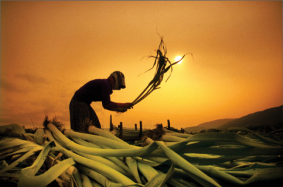 7. TARIM VE İNSAN FOTOĞRAF YARIŞMASI - İsmet DANYELİ