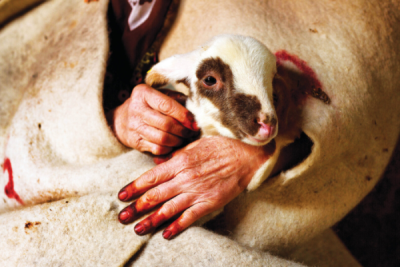 7. TARIM VE İNSAN FOTOĞRAF YARIŞMASI - Leyla EMEKTAR