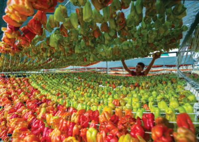 7. TARIM VE İNSAN FOTOĞRAF YARIŞMASI - Nadire GÜNDAY