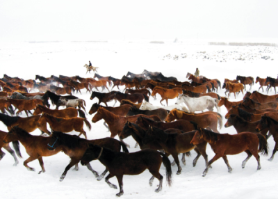 7. TARIM VE İNSAN FOTOĞRAF YARIŞMASI - Nimet ÇINAROĞLU