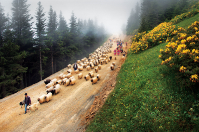 7. TARIM VE İNSAN FOTOĞRAF YARIŞMASI - Sabri  ALTIN