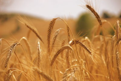 7. TARIM VE İNSAN FOTOĞRAF YARIŞMASI - Sezgin KURT