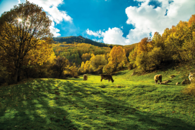7. TARIM VE İNSAN FOTOĞRAF YARIŞMASI - Turgut AYAR