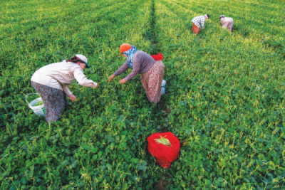 8. TARIM VE İNSAN FOTOĞRAF YARIŞMASI - Volkan KARAGÜLLEOĞLU
