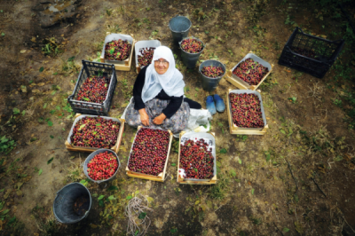 8. TARIM VE İNSAN FOTOĞRAF YARIŞMASI - Alaattin ŞENOL
