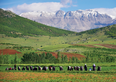 8. TARIM VE İNSAN FOTOĞRAF YARIŞMASI - Ali Muhsin Divan