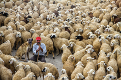 8. TARIM VE İNSAN FOTOĞRAF YARIŞMASI - Gülseren SARIGÜL