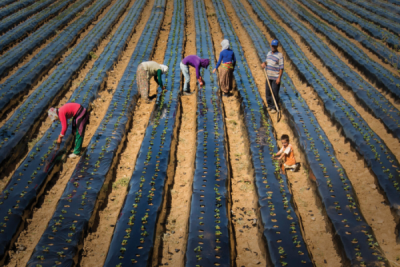 8. TARIM VE İNSAN FOTOĞRAF YARIŞMASI - Hatice AKYOL