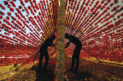 8. TARIM VE İNSAN FOTOĞRAF YARIŞMASI - Hülya ŞAMER