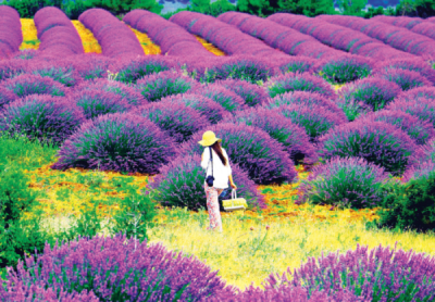 8. TARIM VE İNSAN FOTOĞRAF YARIŞMASI - Hüseyin UYSAL