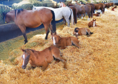 8. TARIM VE İNSAN FOTOĞRAF YARIŞMASI - İsmet DANYELİ