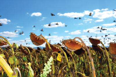 9. TARIM VE İNSAN FOTOĞRAF YARIŞMASI - Arap ÇATAROĞLU