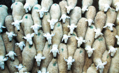 9. TARIM VE İNSAN FOTOĞRAF YARIŞMASI - Gülseren SARIGÜL