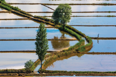 9. TARIM VE İNSAN FOTOĞRAF YARIŞMASI - F. Dilek UYAR