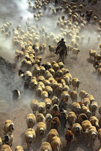 9. TARIM VE İNSAN FOTOĞRAF YARIŞMASI - Gülseren SARIGÜL