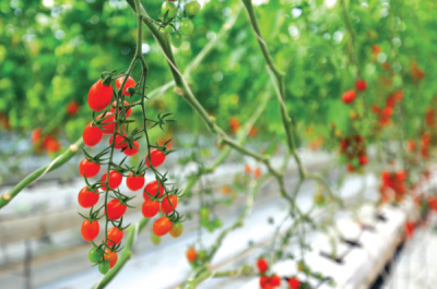 9. TARIM VE İNSAN FOTOĞRAF YARIŞMASI - Mustafa GÜMÜŞ