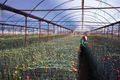 9. TARIM VE İNSAN FOTOĞRAF YARIŞMASI - Niyazi ŞAHİN