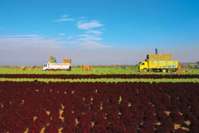 9. TARIM VE İNSAN FOTOĞRAF YARIŞMASI - Özgür KALAY