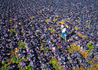 9. TARIM VE İNSAN FOTOĞRAF YARIŞMASI - Uğur YILDIZ