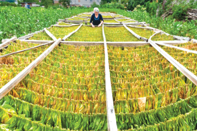 9. TARIM VE İNSAN FOTOĞRAF YARIŞMASI - Aynur AYTİN